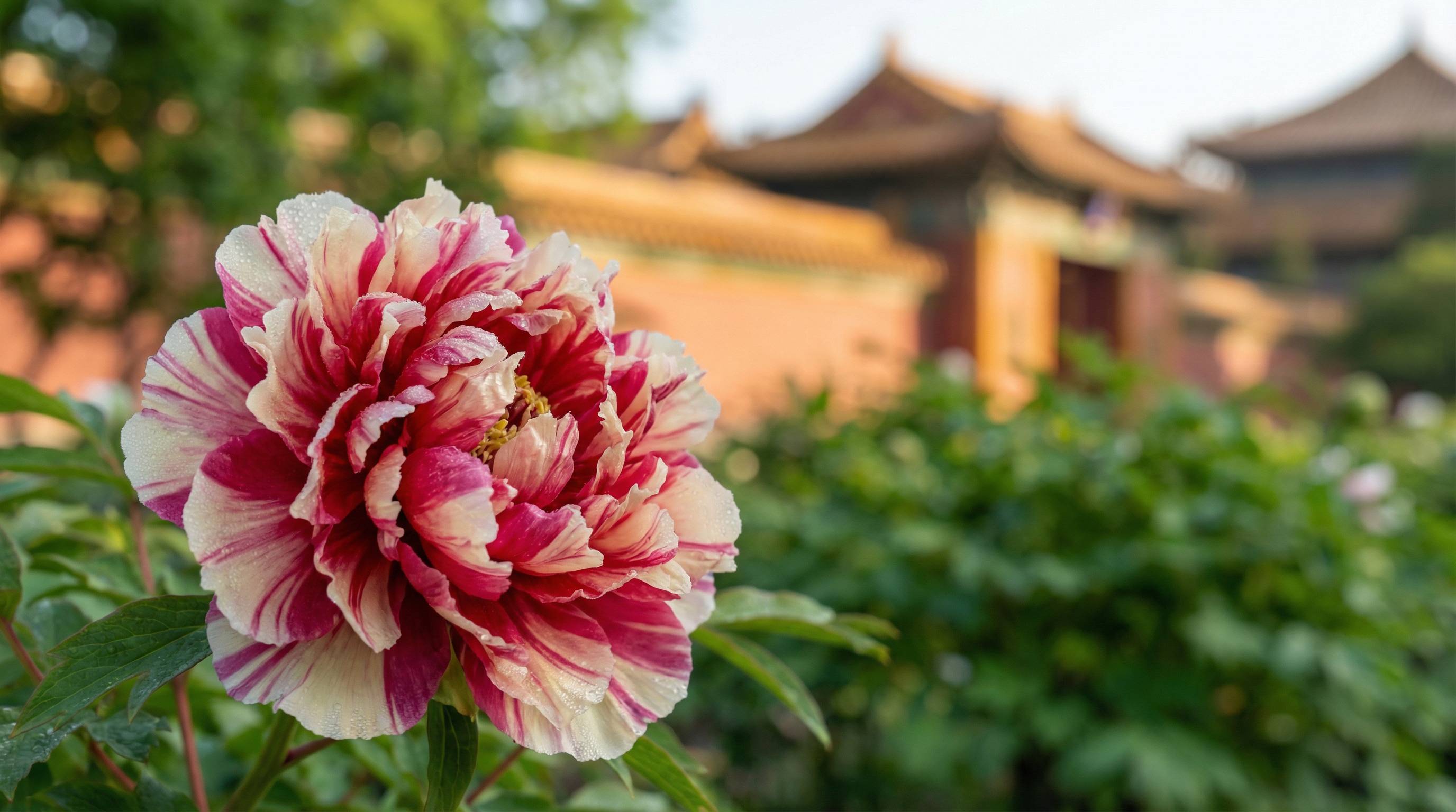 免费看片植物视频 - 牡丹花开视频